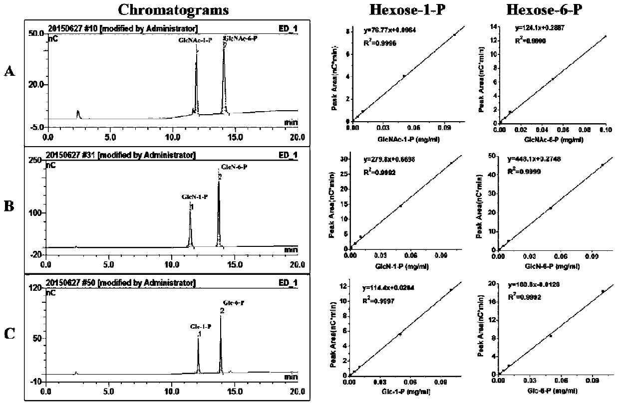 Acetylglucosamine phosphate mutase atagm coding gene and its enzyme, preparation, application and enzyme activity detection method