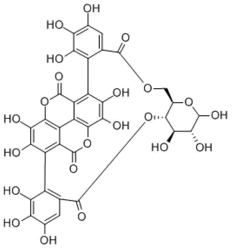 Application of punicalin in preparation of medicine for treating or preventing hepatitis C virus infection