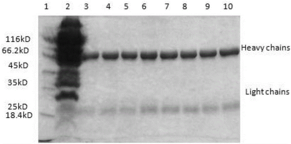 Preparation method of egg yolk antibody containing helicobacter pylori resisting IgY and application