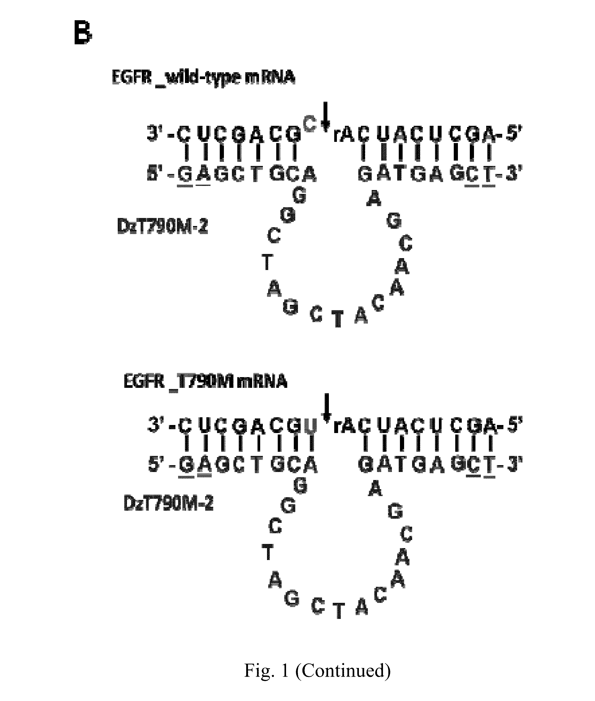 Dnazyme for silencing the expression of EGFR