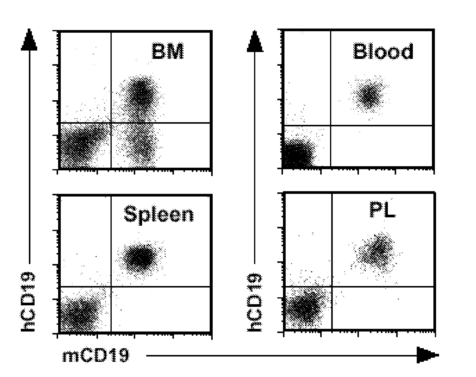 Anti-cd19 antibodies and uses in oncology