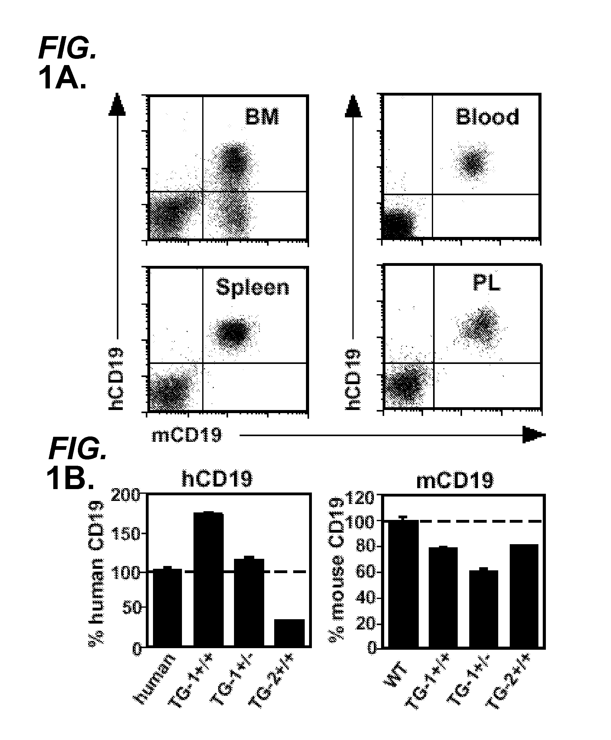 Anti-cd19 antibodies and uses in oncology