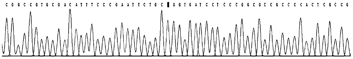 Kit for detecting congenital aniridia pathogenic gene mutation and application of kit