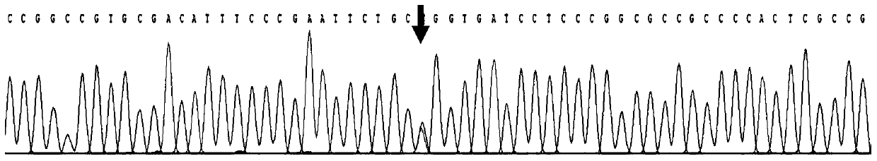 Kit for detecting congenital aniridia pathogenic gene mutation and application of kit