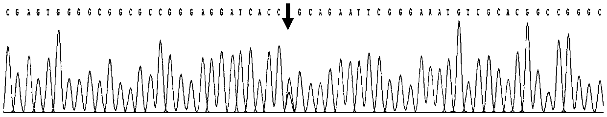 Kit for detecting congenital aniridia pathogenic gene mutation and application of kit