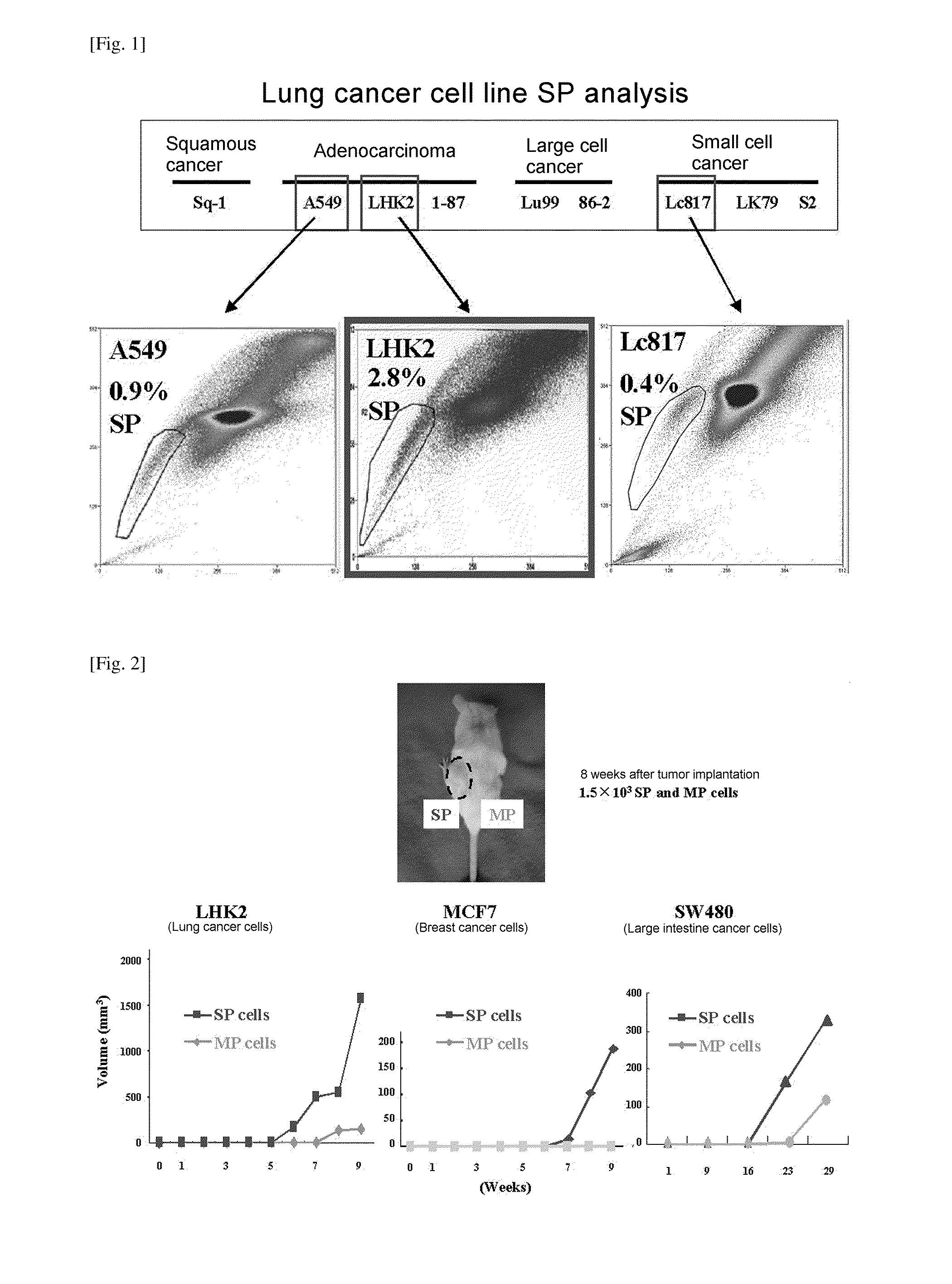 Molecular marker for cancer stem cell