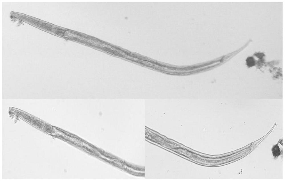 In-situ enrichment method for nematodes in soil and application of in-situ enrichment method