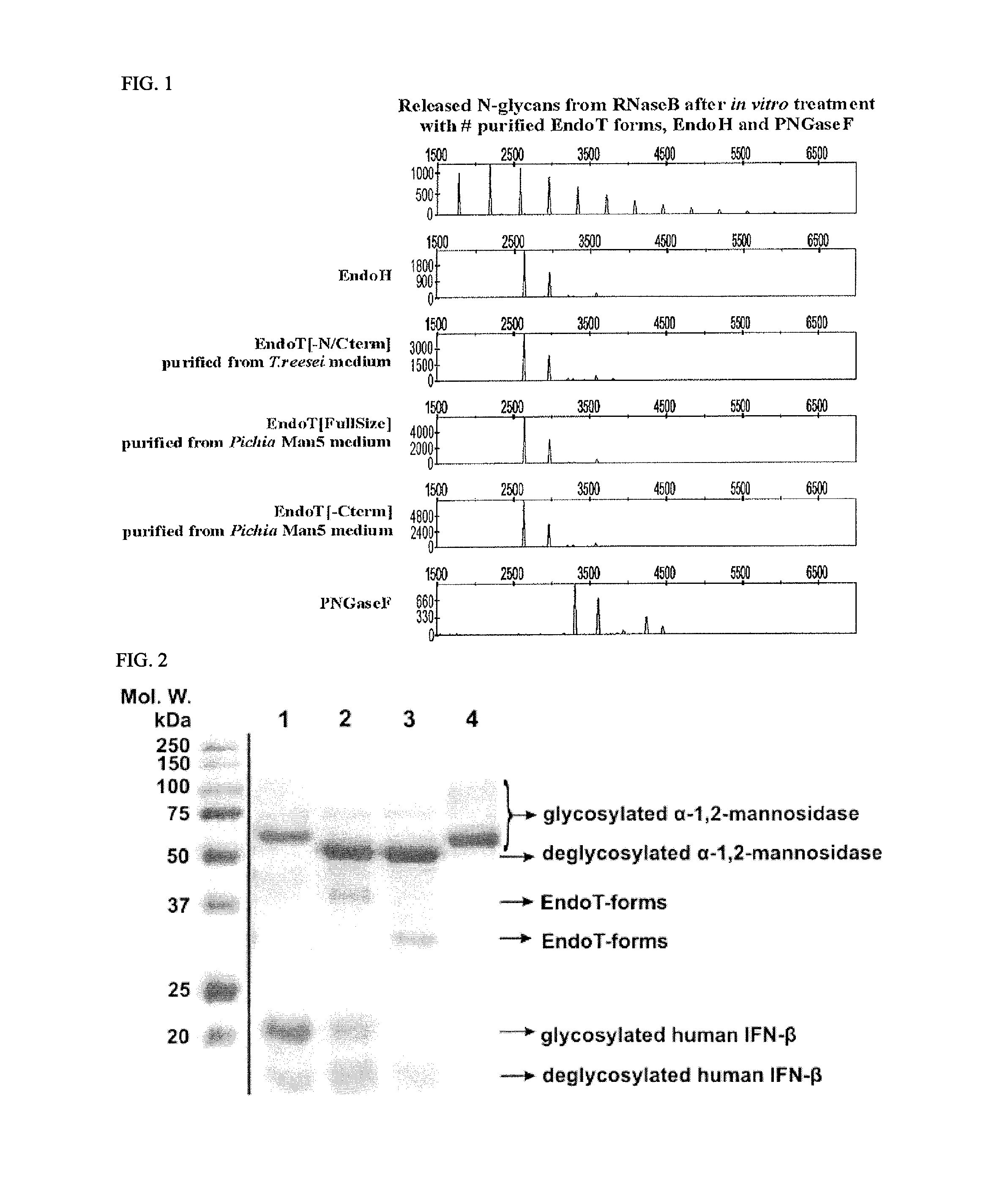 Cells producing glycoproteins having altered glycosylation patterns and method and use thereof