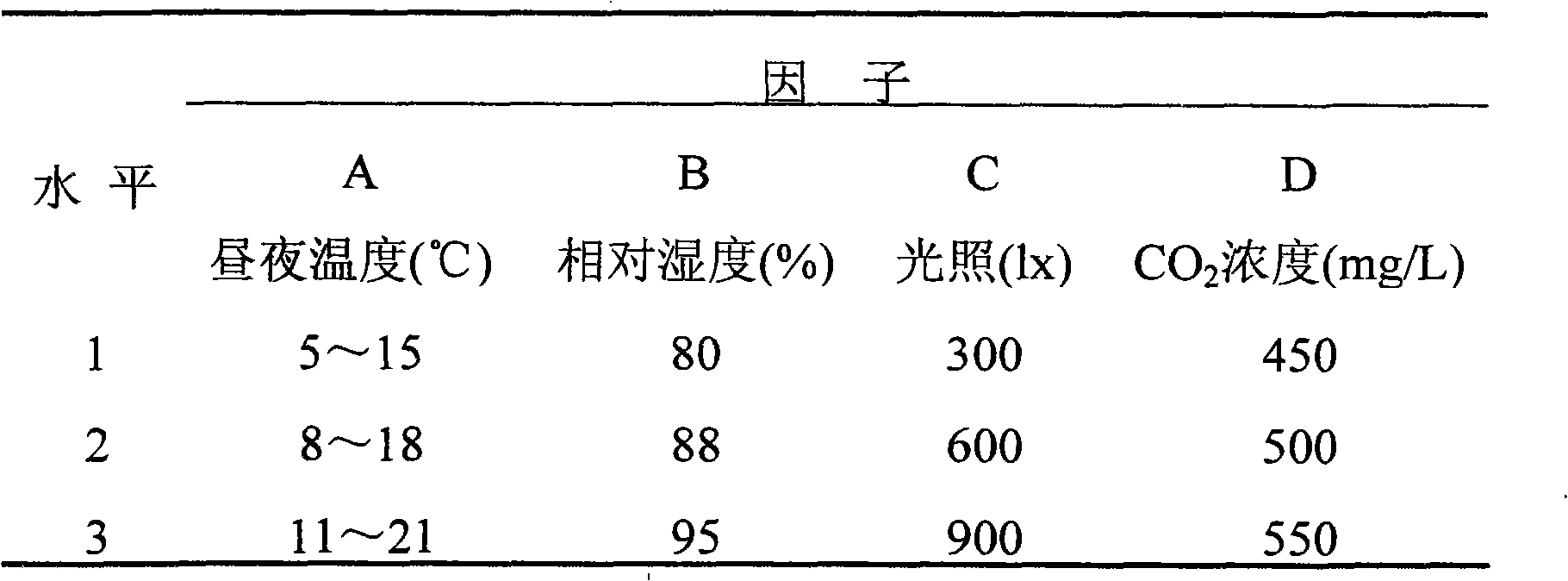 Standardized high-yield culture technique based on biological characteristics of asafetida mushroom