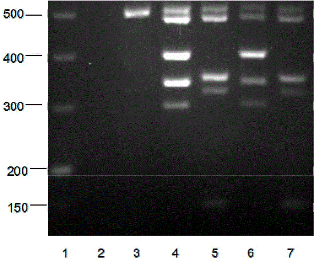 Amplified composition for fast gene detection of microdeletion of Y chromosomes, kit containing same and application thereof