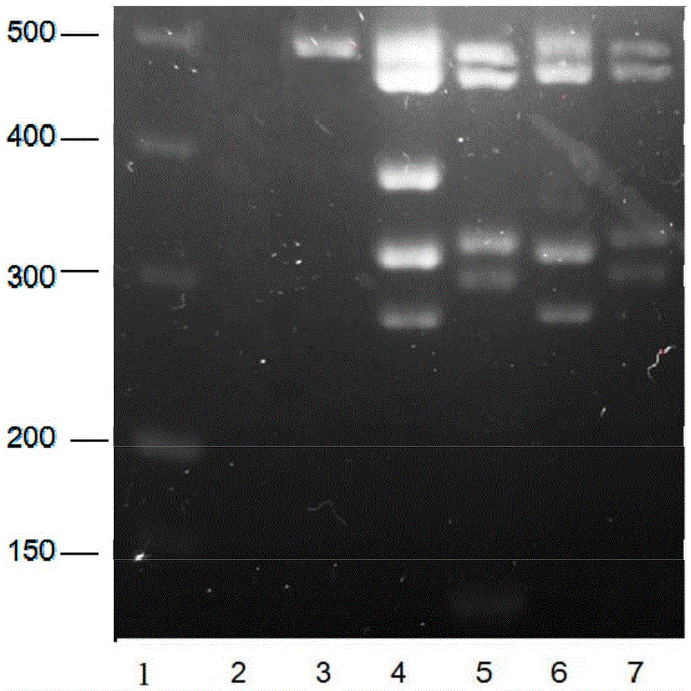 Amplified composition for fast gene detection of microdeletion of Y chromosomes, kit containing same and application thereof