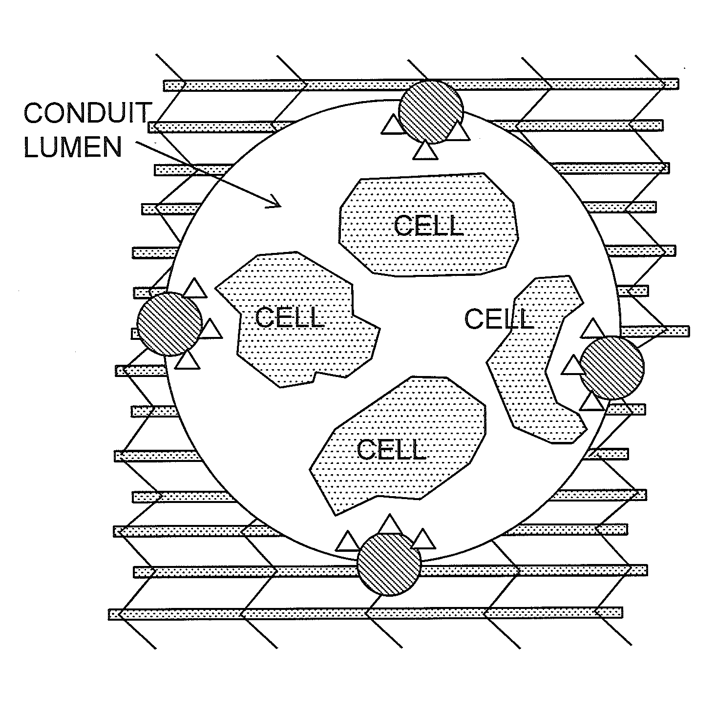 Bioscaffolds for formation of motor endplates and other specialized tissue structures