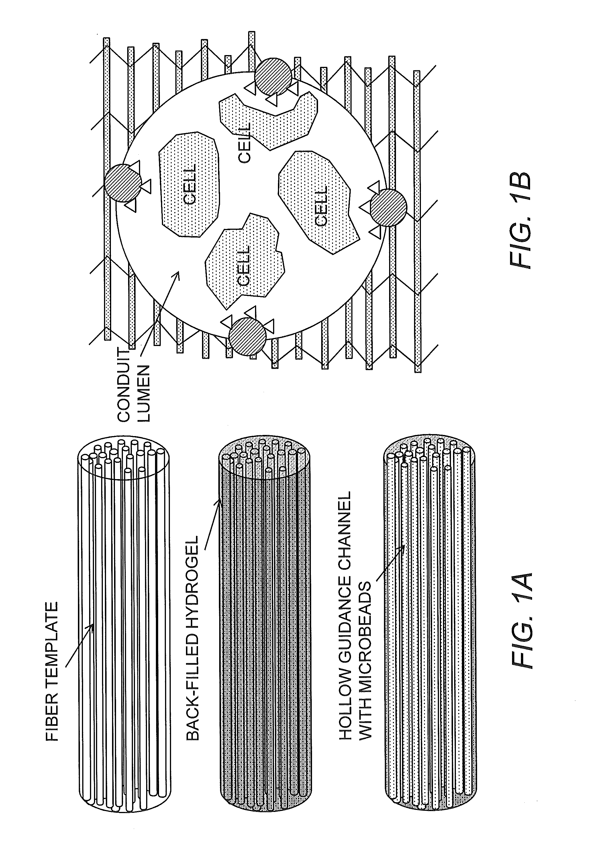 Bioscaffolds for formation of motor endplates and other specialized tissue structures