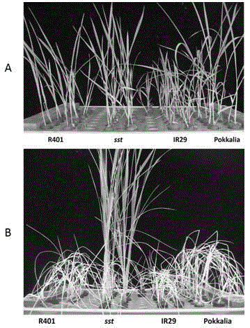 Rice SBP-box transcription factor genes and application thereof