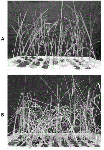 Rice SBP-box transcription factor genes and application thereof