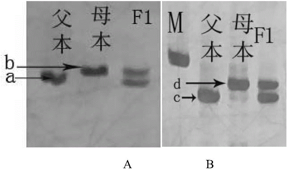 Primers and method for purity identification of cucurbita maxima 'Danhong No.3' hybrid seeds