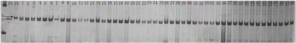 Primers and method for purity identification of cucurbita maxima 'Danhong No.3' hybrid seeds