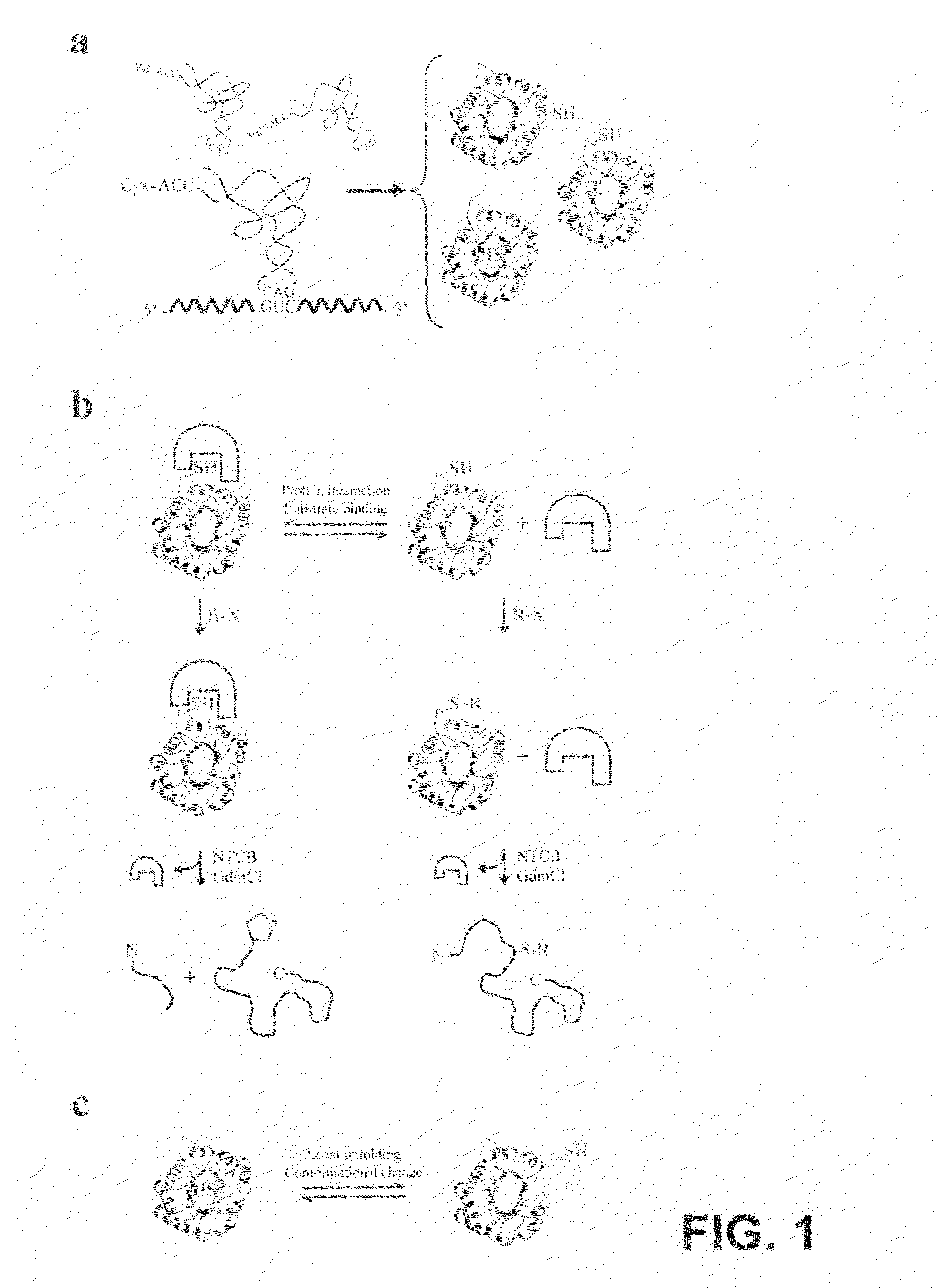 Methods for structural analysis of proteins