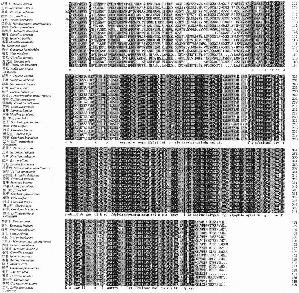 PSY2 gene sequence related to carrot carotenoid synthesis and application thereof