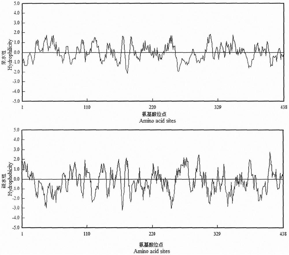 PSY2 gene sequence related to carrot carotenoid synthesis and application thereof