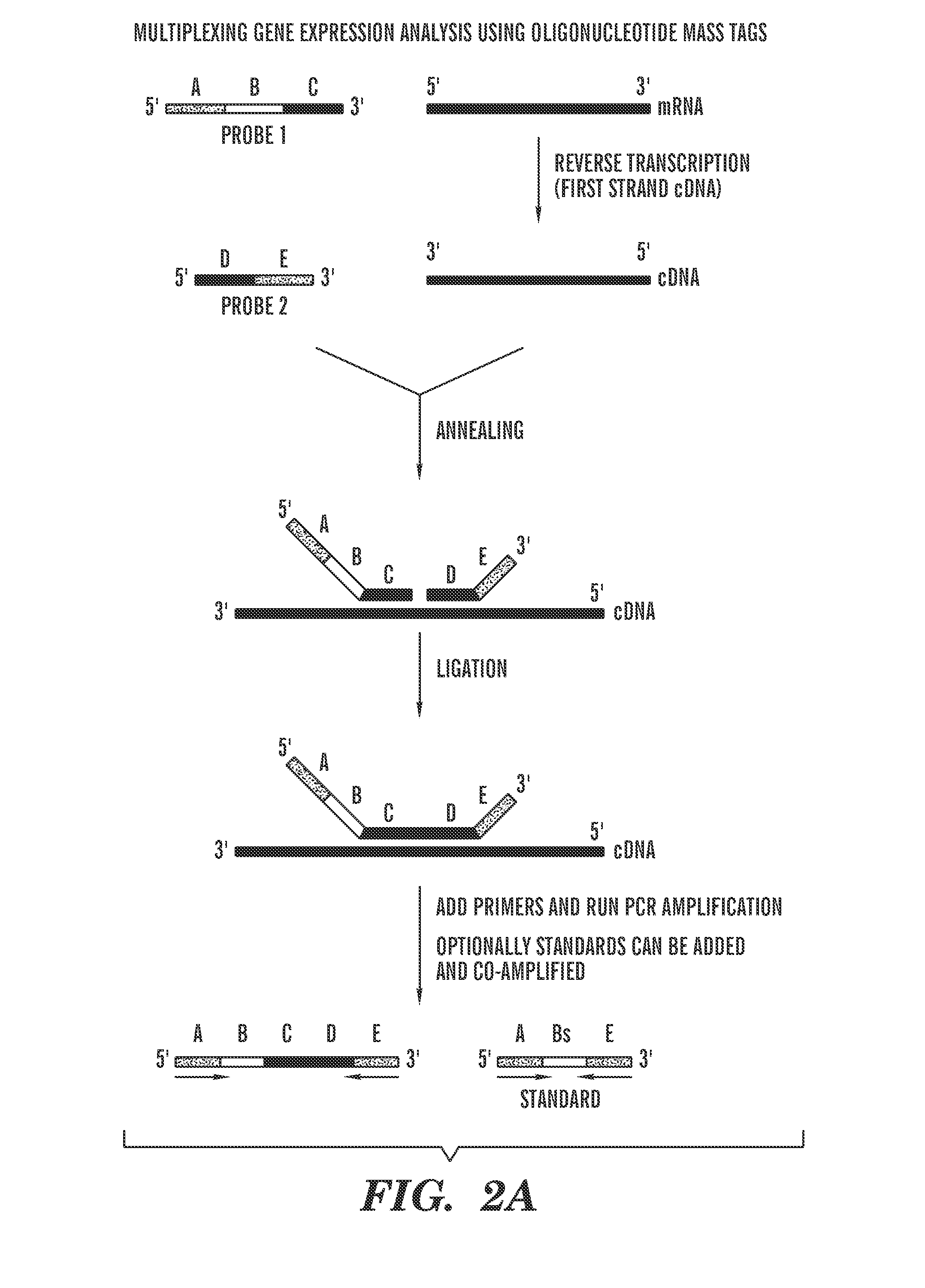 Quantification of nucleic acids and proteins using oligonucleotide mass tags