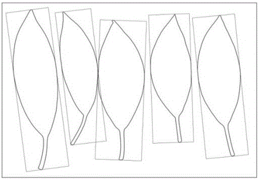 Method for measuring leaf area, leaf perimeter, leaf length and leaf width