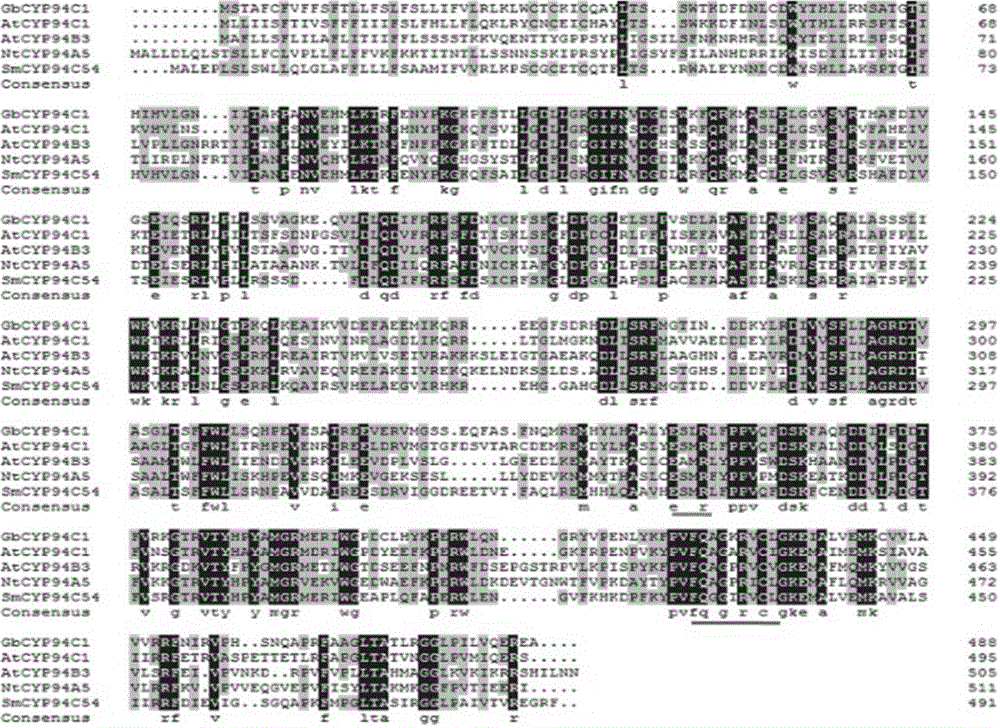 Application of cotton cytochrome P450 CYP94C1 gene to verticillium wilt resistance