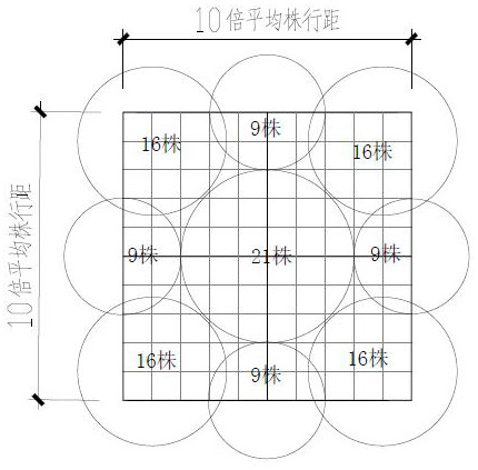 A kind of camphor camphor near-natural ecological forest land construction method