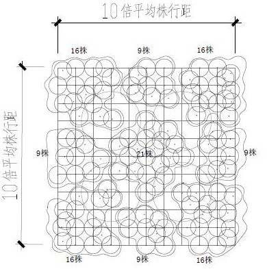 A kind of camphor camphor near-natural ecological forest land construction method