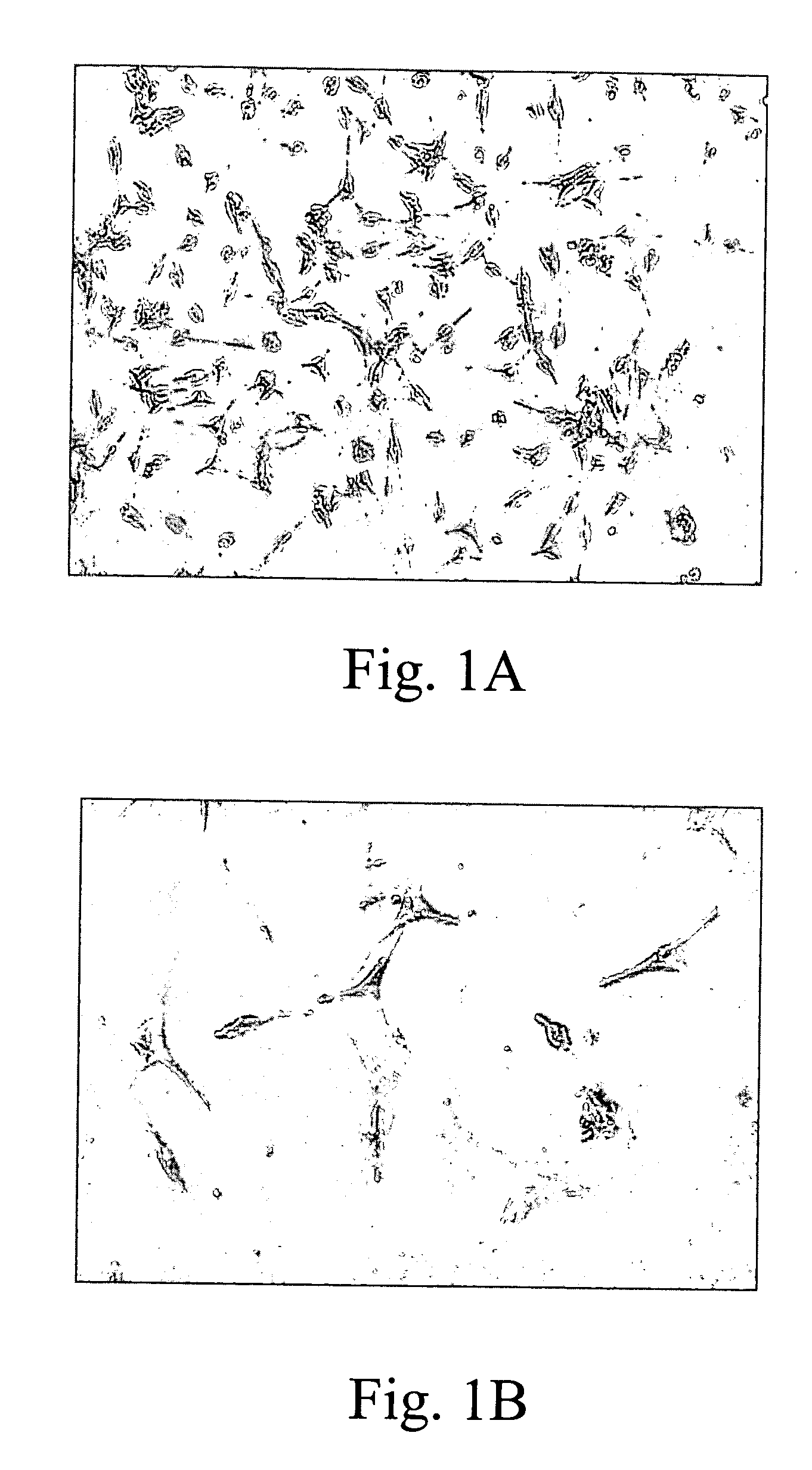 Conditioned medium for culturing Schwann cells