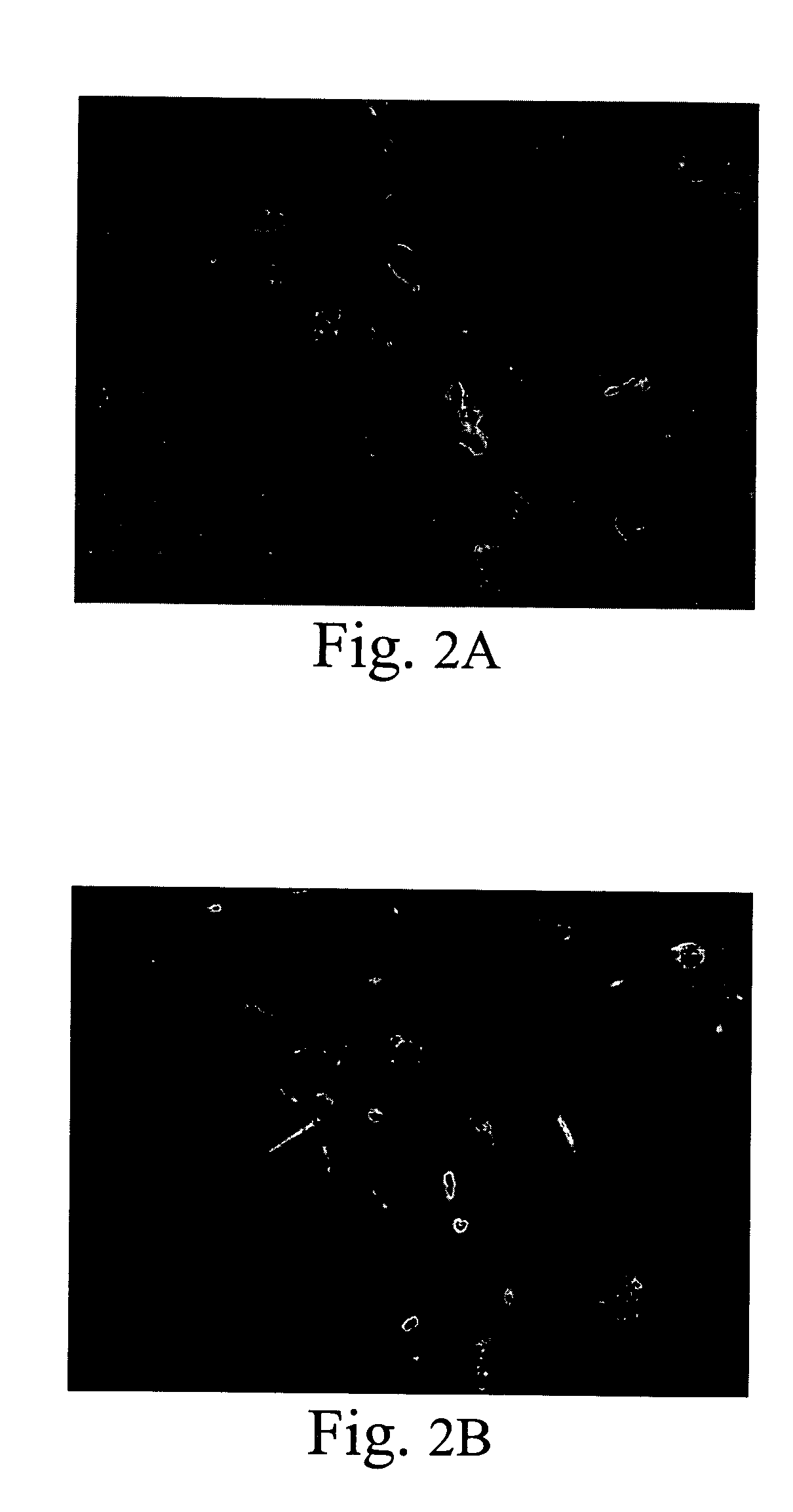 Conditioned medium for culturing Schwann cells