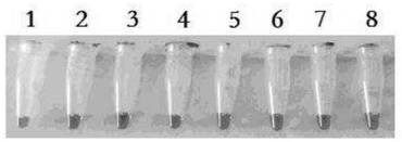 LAMP visual detection kit for orf virus