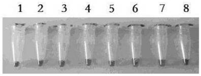 LAMP visual detection kit for orf virus