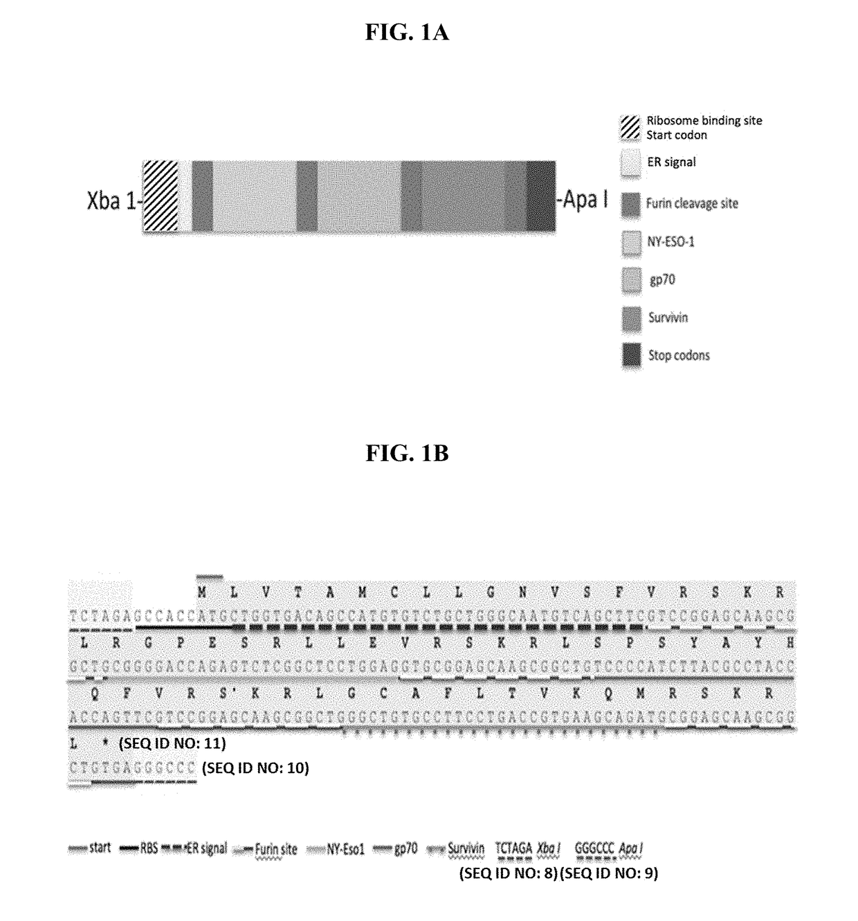 Virus Vectors Expressing Multiple Epitopes of Tumor Associated Antigens For Inducing Antitumor Immunity