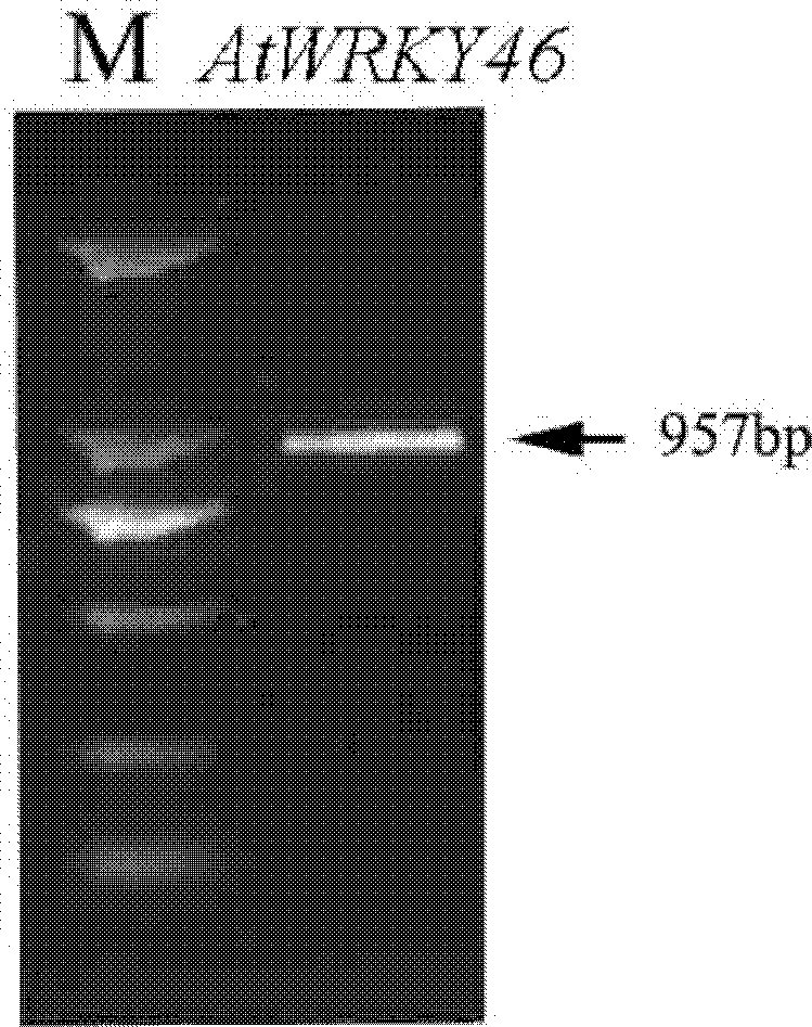 Plant resistance-related protein ATWRKY46 as well as encoding gene and application thereof