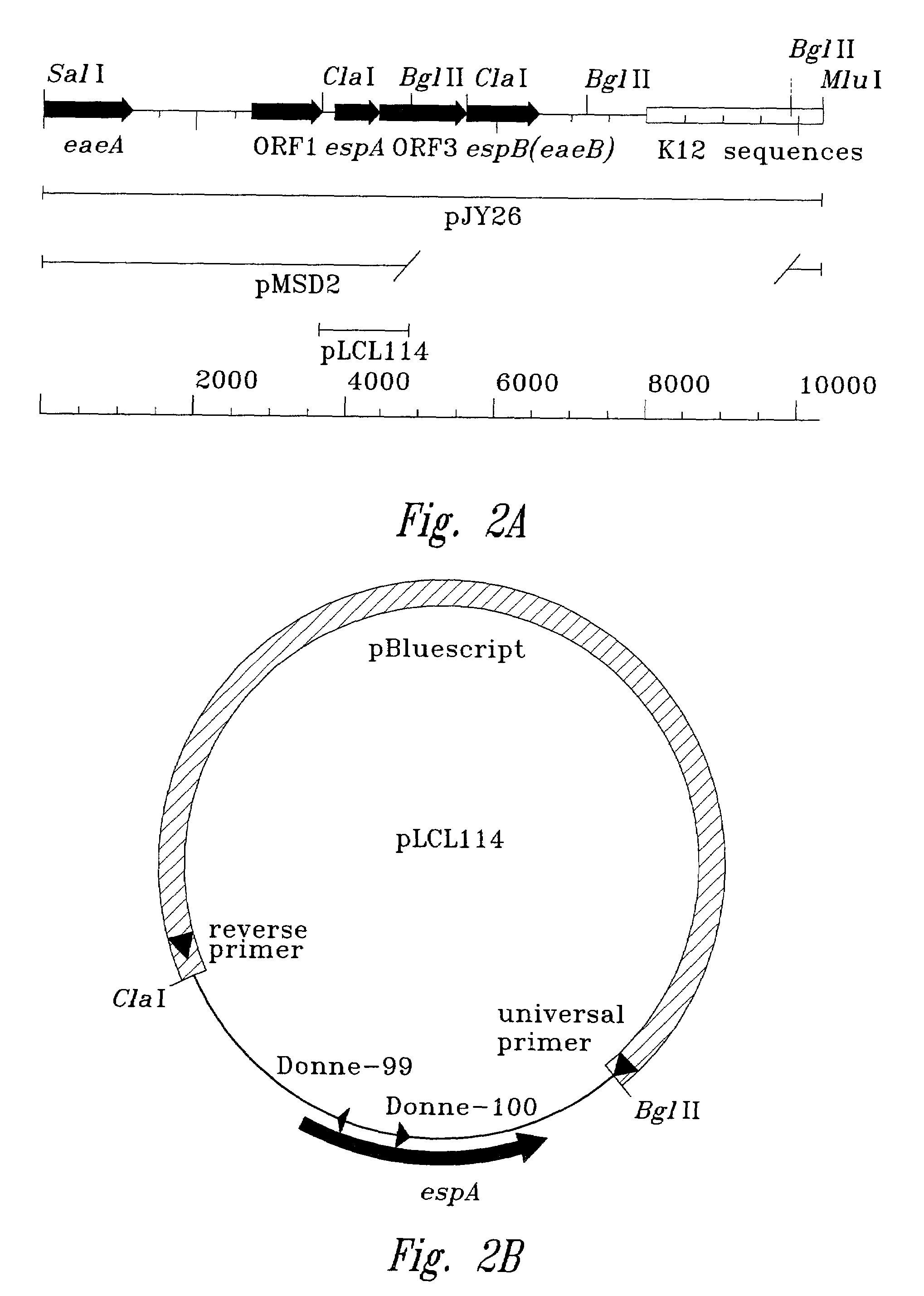 Pathogenic <i>Escherichia coli </i>associated protein espA