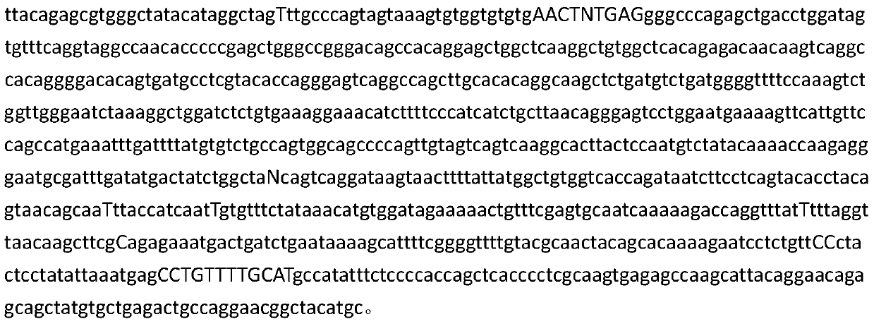 Trachinotus ovatus sex specific molecular marker primer, identification method and application of primer and method