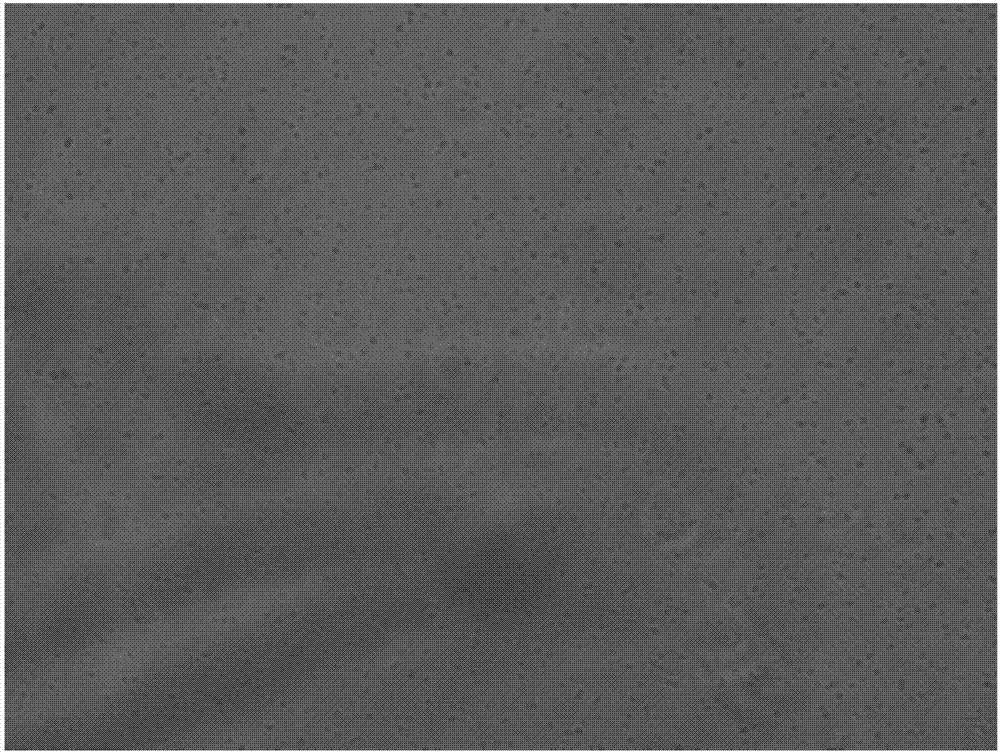 Method for establishing mutant strain by utilizing plasma induced lucid ganoderma protoplast