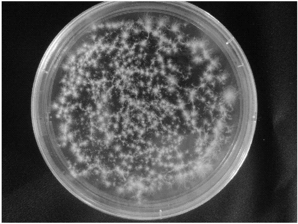 Method for establishing mutant strain by utilizing plasma induced lucid ganoderma protoplast