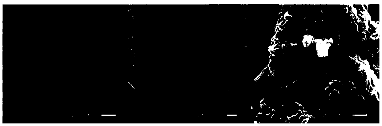 Preparation method of polyethyleneimine/chiral peptide modified glassy carbon electrode and application thereof in tryptophan enantiomer selective recognition