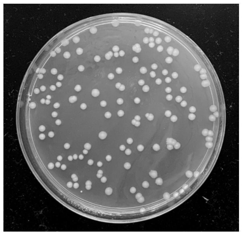 Stenotrophomonas maltophilia and application thereof