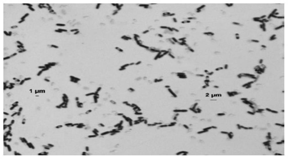 Stenotrophomonas maltophilia and application thereof