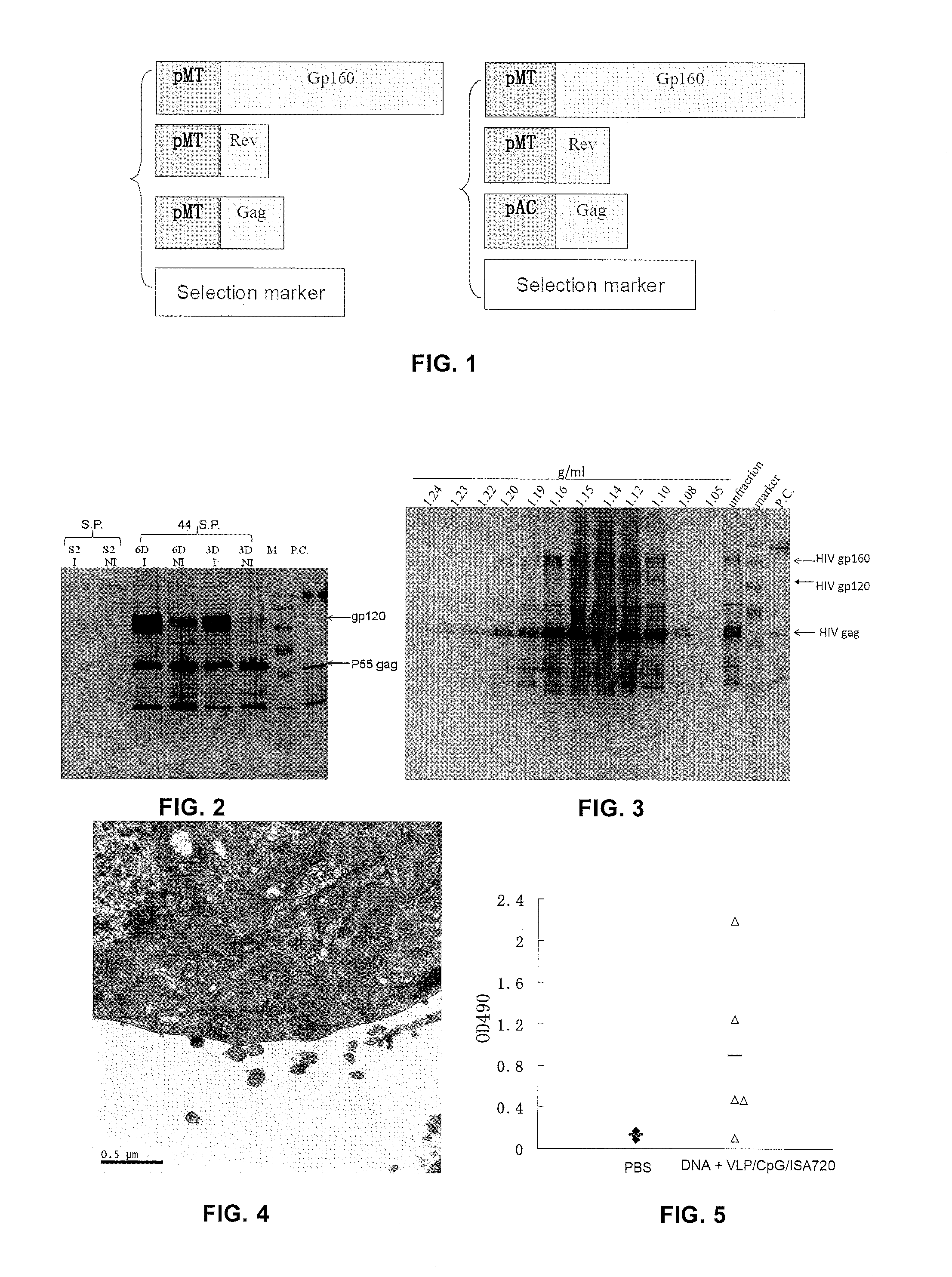 Method for producing virus-like particle by using drosophila cell and applications thereof