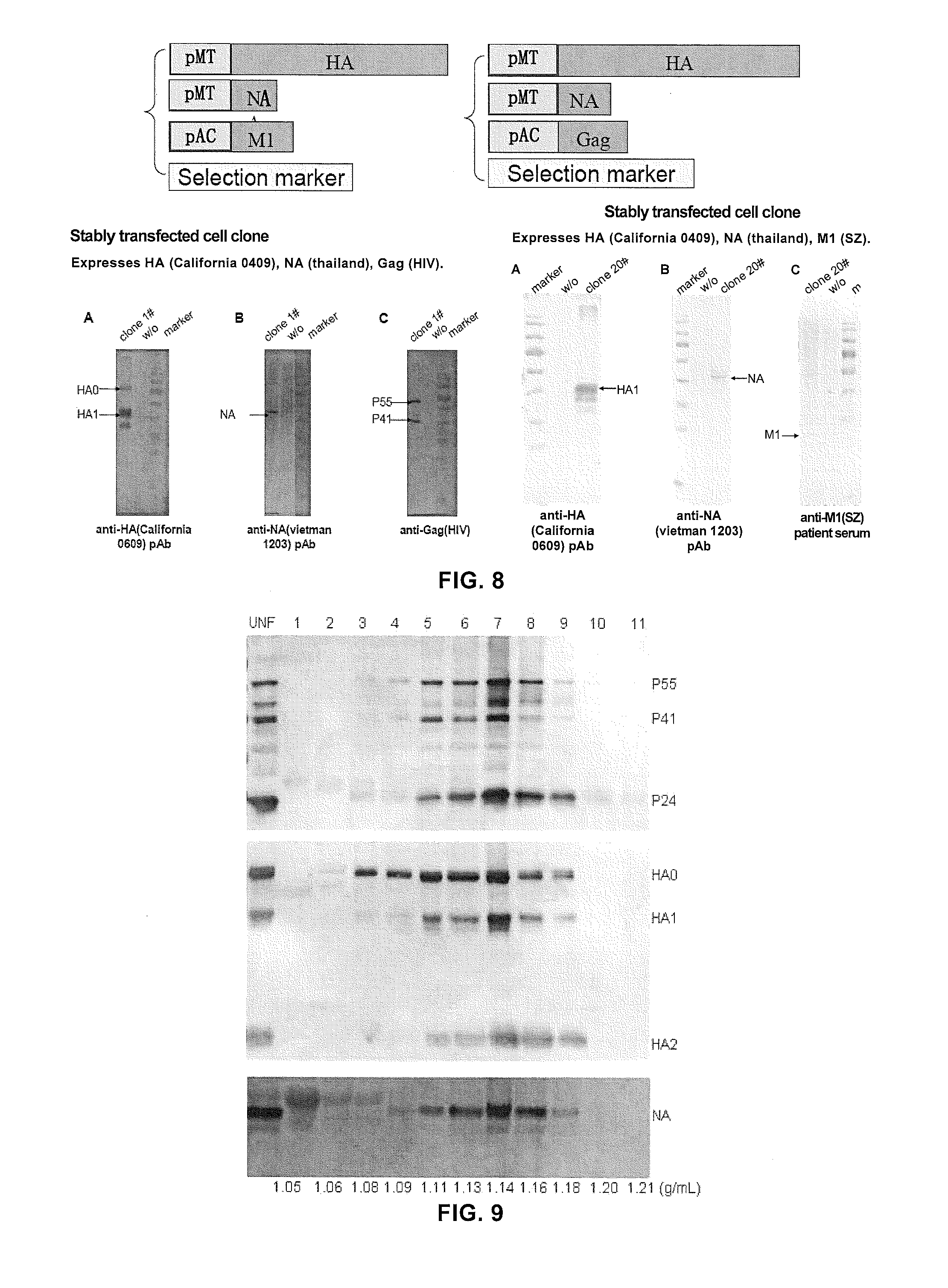 Method for producing virus-like particle by using drosophila cell and applications thereof