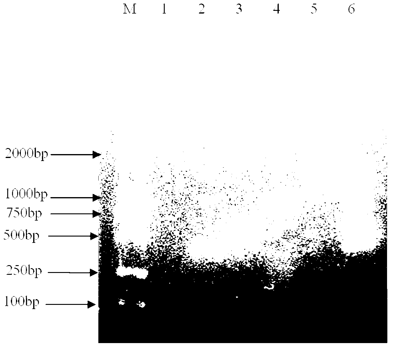 Method for synchronously detecting four whitefly transmitted gemini-viruses infecting tomatoes