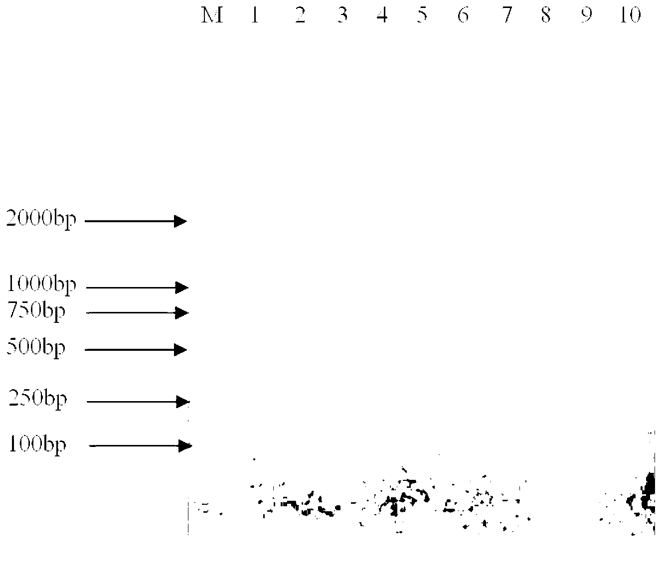 Method for synchronously detecting four whitefly transmitted gemini-viruses infecting tomatoes