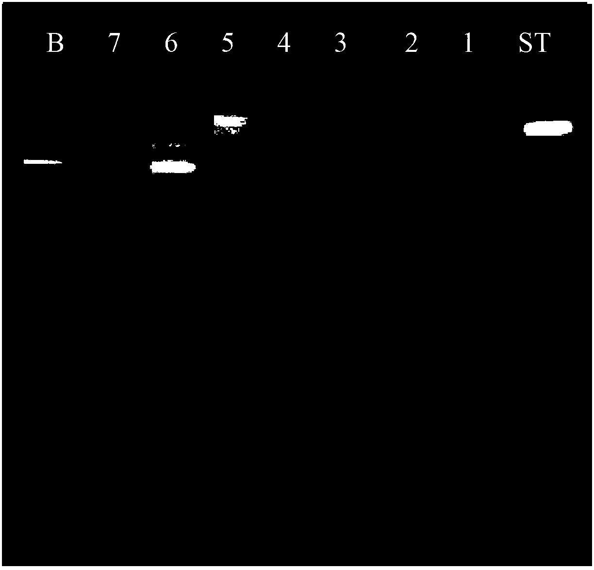 Qualitative and quantitative determination method of lactobacillus plantarum intestinal tract colonization