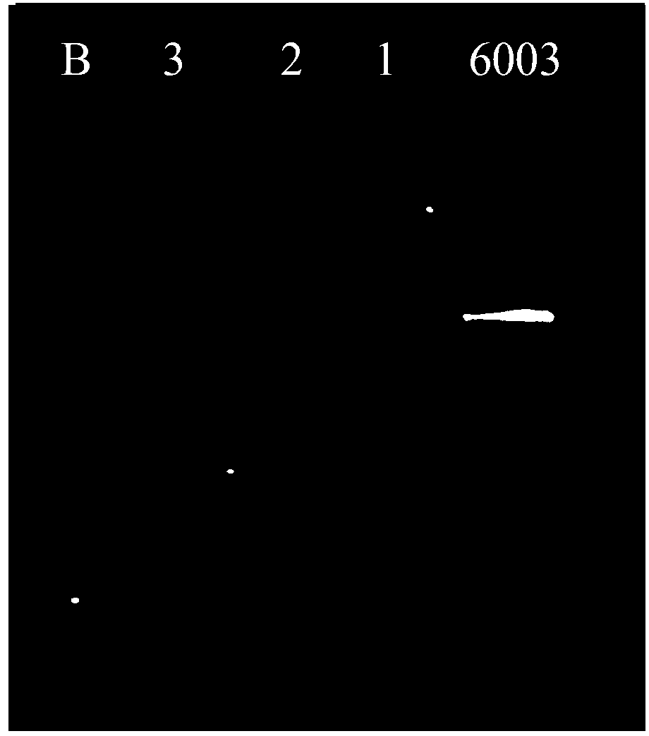 Qualitative and quantitative determination method of lactobacillus plantarum intestinal tract colonization