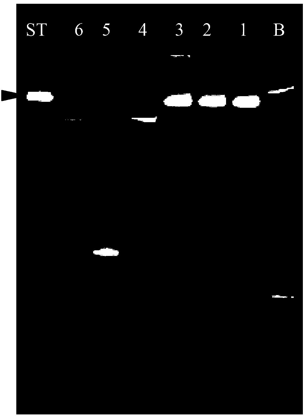 Qualitative and quantitative determination method of lactobacillus plantarum intestinal tract colonization