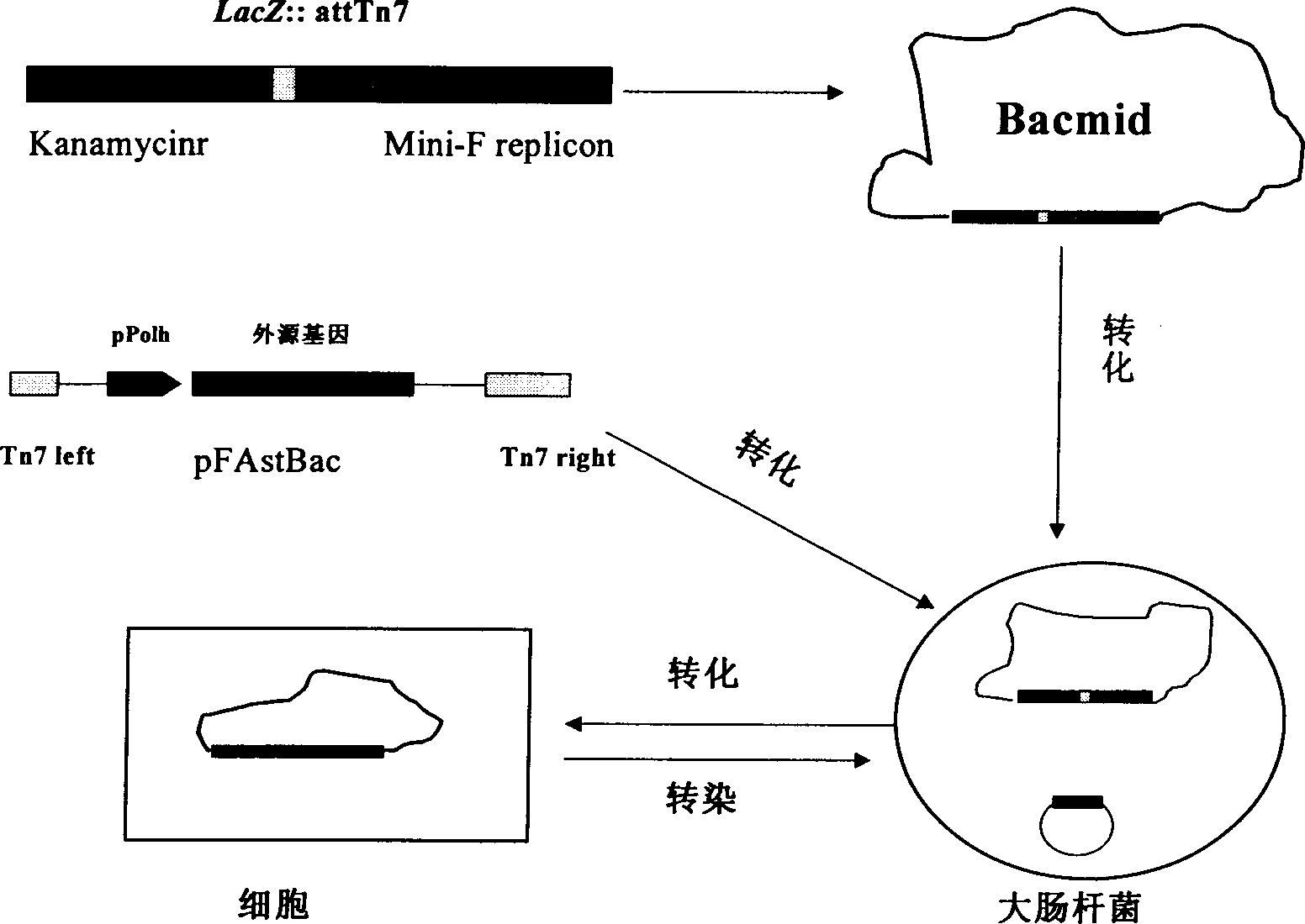 Fast donor plasmid carrying cotton bollworm single particle embedded nuclear polyhedrosis virus gene and P10 gene promotor sequence and construction method